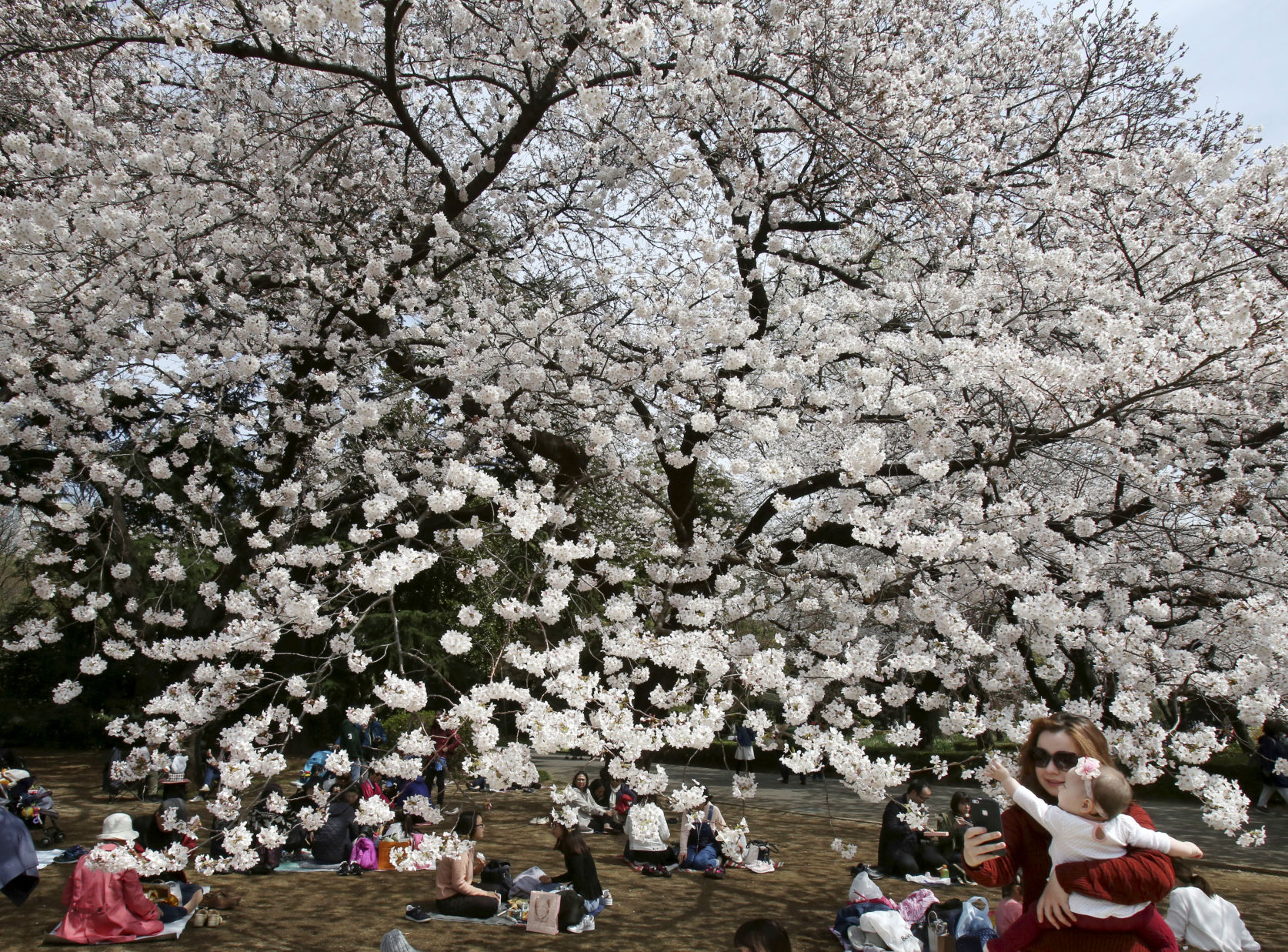 Japan cherry blossoms